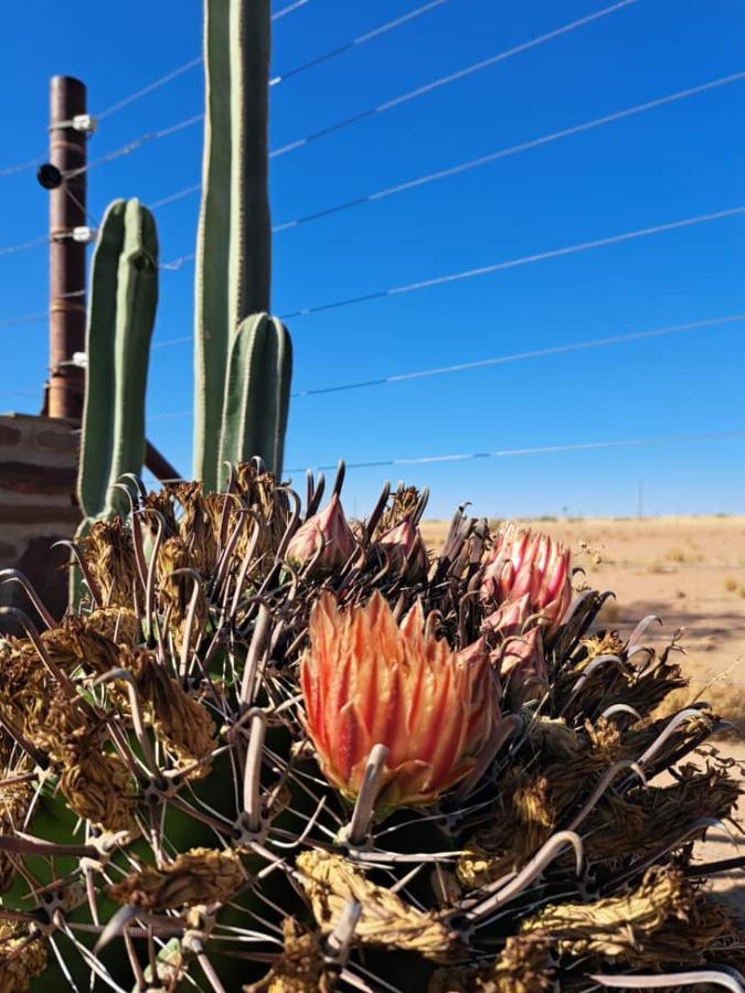 Koha Guesthouse Mariental Exteriér fotografie